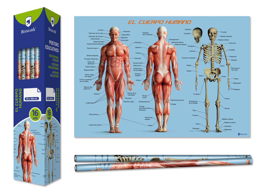 Poster Cuerpo Humano 70x100 cm